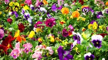 Flowerbed With Many Pansies (Viola Tricolor) Of Different Color 
