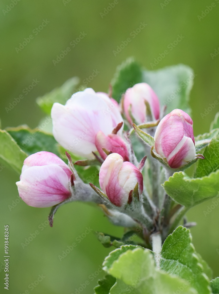 Apple tree blossom pink flowers and buds in spring - obrazy, fototapety, plakaty 