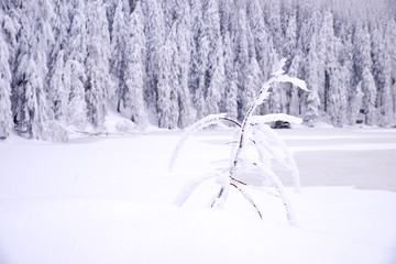 Wall Mural - Mummelsee im Winter