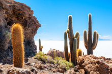 Big Cactus On Incahuasi Island, Salt Flat Salar De Uyuni, Altiplano, Bolivia