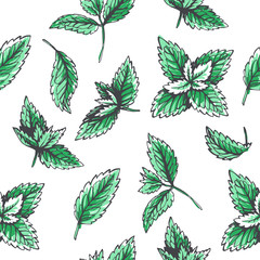 Vector seamless pattern with mint leaves. Botanical hand drawn illustration of herb. Floral texture in sketch style