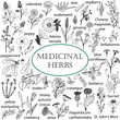 Set of hand-drawn illustrations of medicinal herbs. Black-and-white doodles.