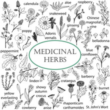 Set Of Hand-drawn Illustrations Of Medicinal Herbs. Black-and-white Doodles.