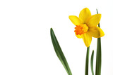 Fototapeta Desenie - Bright spring bouquet.