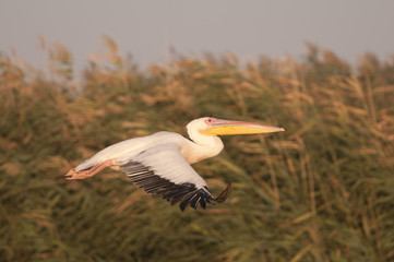 White pelican in flight