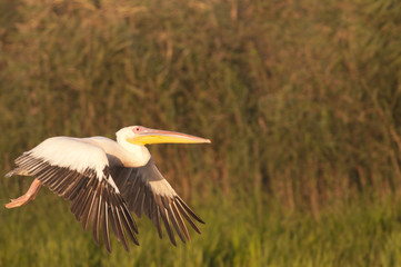 White pelican in flight