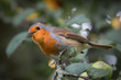 A robin singing in a tree