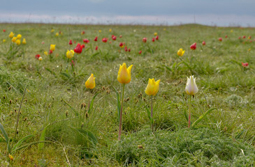 Wall Mural - wild red, yellow and white tulips (Tulipa gesneriana) in the light of the morning sun Manych-Gudilo, Kalmykia