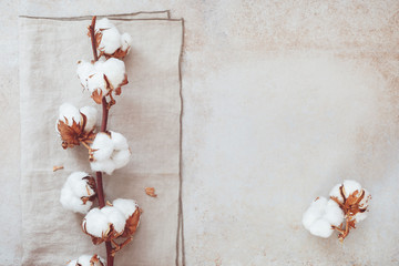 beautiful white cotton flower branch on rustic concrete background. top view, blank space