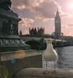 Seagull in London