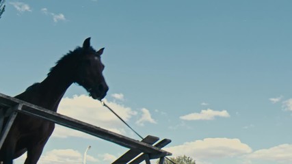Wall Mural - A black horse jumps over an obstacle	
