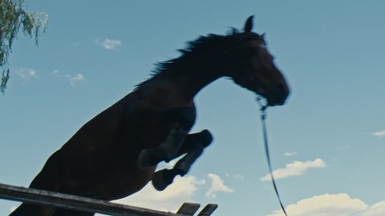 Wall Mural - A black horse jumps over an obstacle	