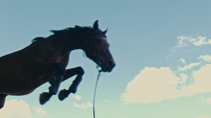 Wall Mural - A black horse jumps over an obstacle	