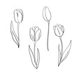 Vector tulips illustration. International women's day. For design, card, print or background