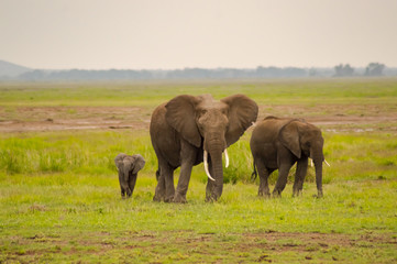 Wall Mural - Elephant front view with his cub in the savannah of Amboseli Park in Kenya