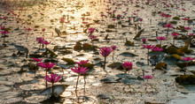 Many Red Waterlily In A Pond With Morning Sun Light Reflection