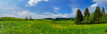 Panoramic Photography Of Wide Dandelion Field Under Blue Sky And Pine Forest In Countryside Of Czech Republic
