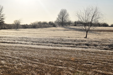 Canvas Print - Frosty Field