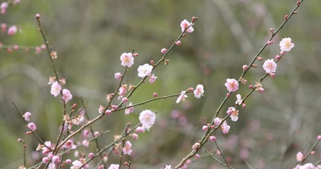 Wall Mural - pink plum flower