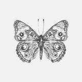 Fototapeta Motyle - Illustration of butterfly