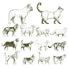 Illustration Drawing Style Of Animals Collection