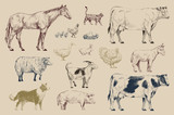 Illustration of animals