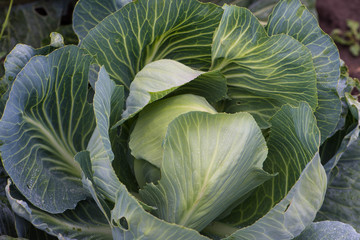 Капуста белокочанная Brassica oleracea Cabbage