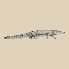 Illustration Of Drawing Crocodile