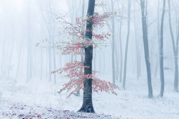 Fototapete - Lonely tree with red leaves in foggy forest