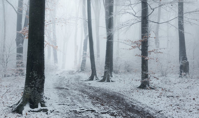 Fototapete - Foggy trail in winter forest