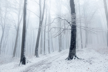 Fototapete - Beautiful tree in winter foggy forest