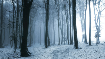 Fototapete - Fairy tale foggy trail in misty winter dark forest