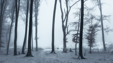 Poster - Fairy tale foggy trail in misty winter dark forest