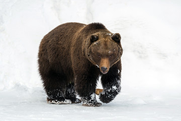 Wall Mural - wild brown bear in winter forest