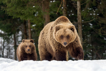 family bear in the winter forest