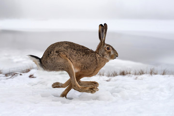 hare running in the field