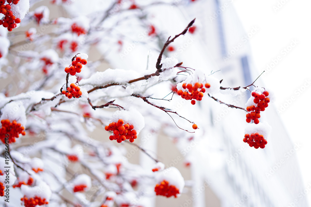 雪をかぶったナナカマド / Sorbus commixta の Stock フォト | Adobe Stock