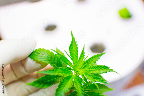 Fototapeta na drzwi i meble Cultivation of cannabis. A hand in a white rubber glove holds a sheet of marijuana.