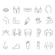 Line human male and female body parts vector set