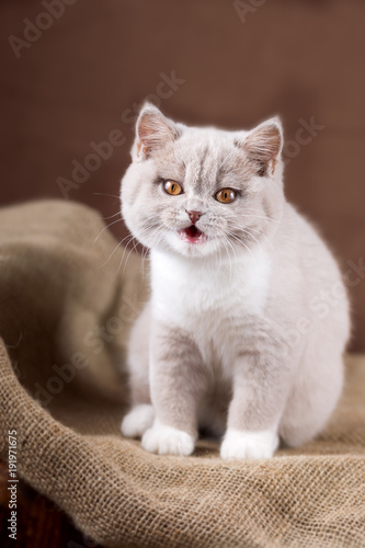 Babykatze Sagt Miau Süß Britisch Kurzhaar Kitten