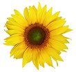 Beautiful sunflower isolated on a white background.