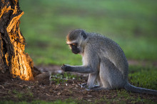 Vervet Monkey Feeding On Flying Ants