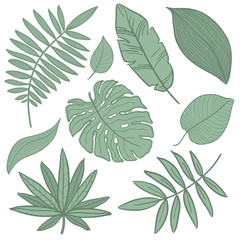  Vector tropical palm leaves, jungle, split leaf, philodendron, set isolated on white background.