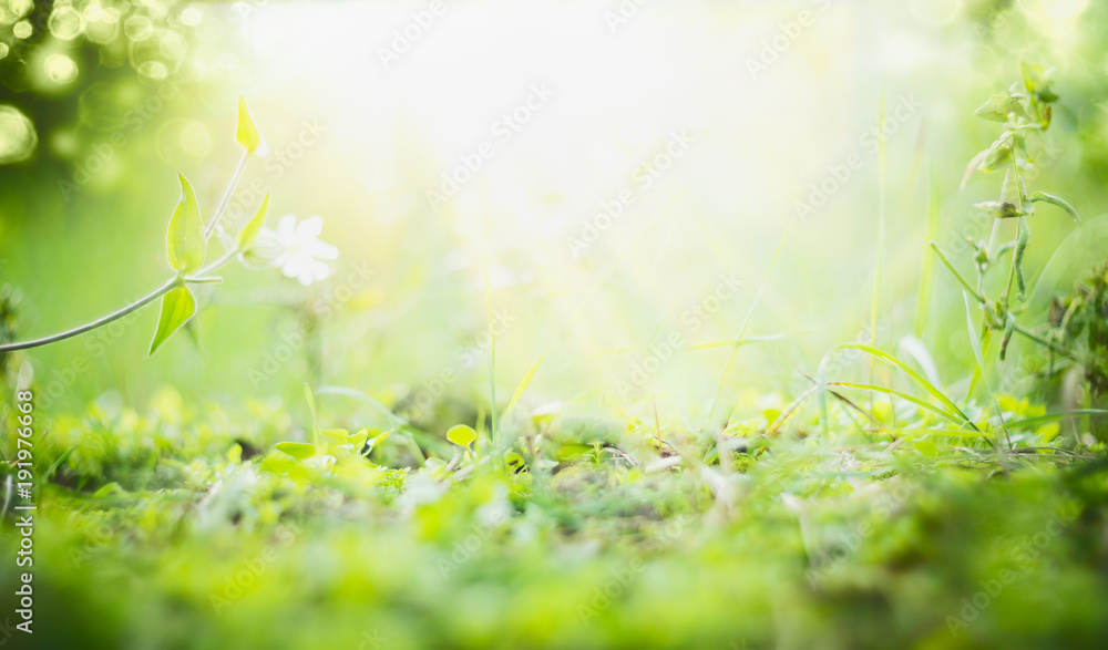 Sunny summer background with green grass , sun shine and bokeh - obrazy, fototapety, plakaty 
