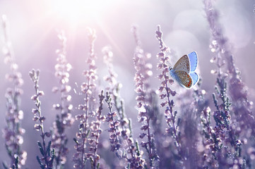 Fotomurales - Surprisingly beautiful colorful floral background. Heather flowers and butterfly in rays of summer sunlight in spring outdoors on nature macro, soft focus. Atmospheric photo, gentle artistic image.