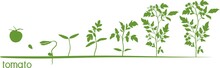 Tomato Plant Growth Cycle With Silhouettes Of Plants