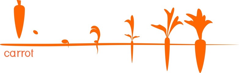 Wall Mural - Carrot plant growth cycle with silhouettes of plants