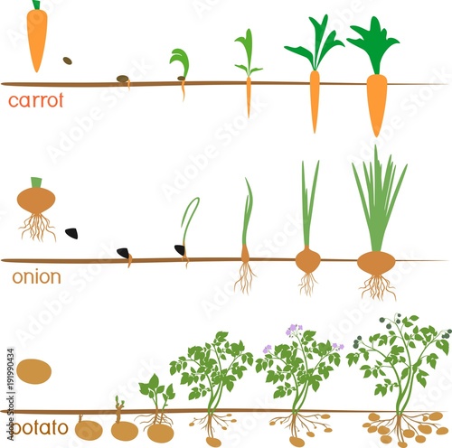 Foto Three cycles of growth of agricultural plants