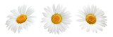Fototapeta Kwiaty - Daisy flower isolated on white background as package design element