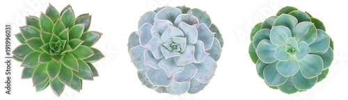 Succulent on white